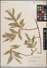 Foto von Salix excelsa S. G. Gmel.